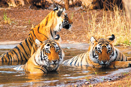 Golden Triangle Tour with Ranthambore